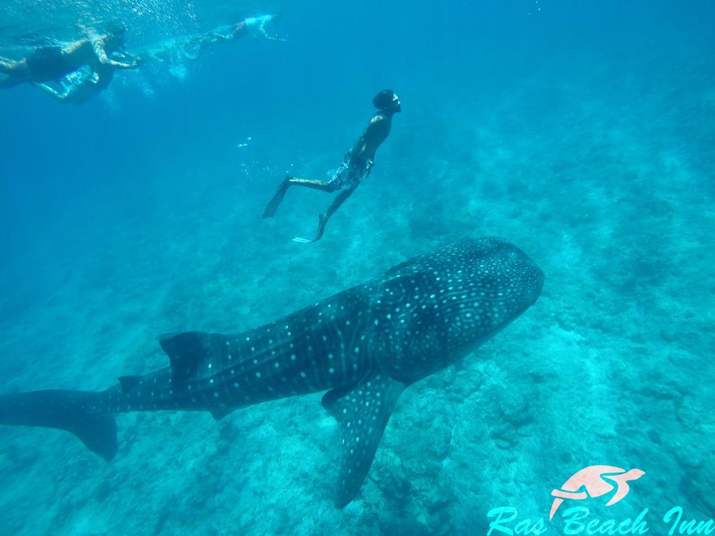 Ras Beach Inn Rasdhoo Eksteriør billede