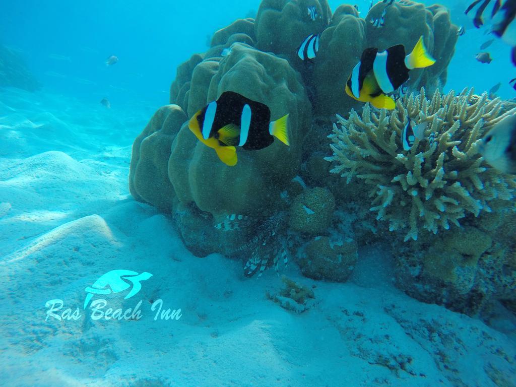 Ras Beach Inn Rasdhoo Eksteriør billede