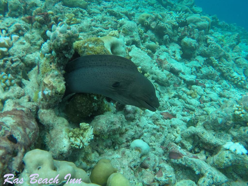 Ras Beach Inn Rasdhoo Eksteriør billede